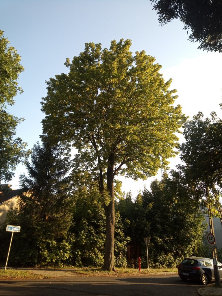 Kolejne 40 drzew przejdzie pielęgnację – Miasto Lublin