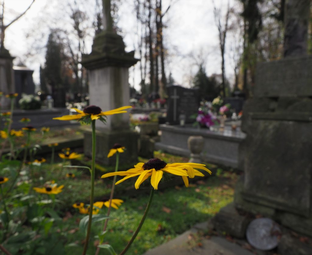 Wyszukiwarka grobów na cmentarzach, zmiany w organizacji ruchu i komunikacji miejskiej