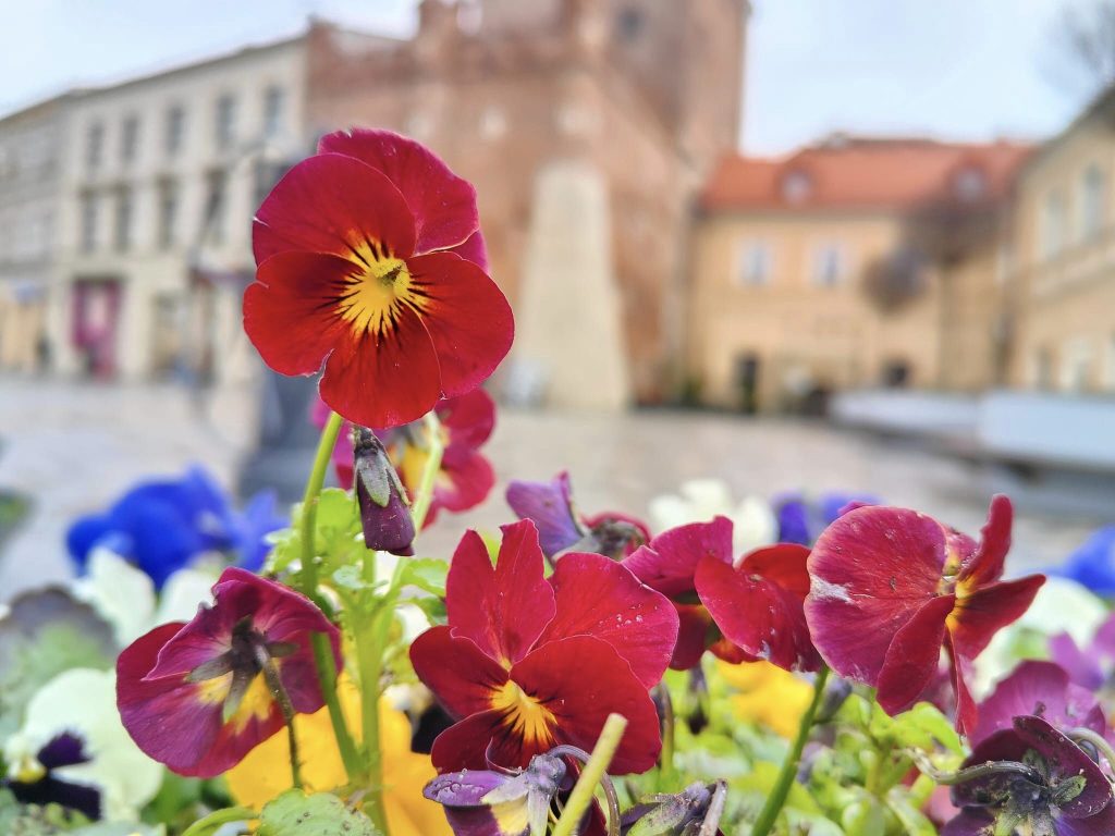 Bratki z miejskich kwietników czekają na chętnych